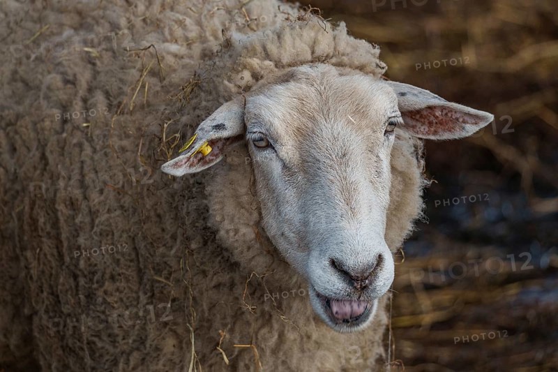 Portrait of a sheep in a stable, with ear tag and open mouth, weseke, münsterland, germany