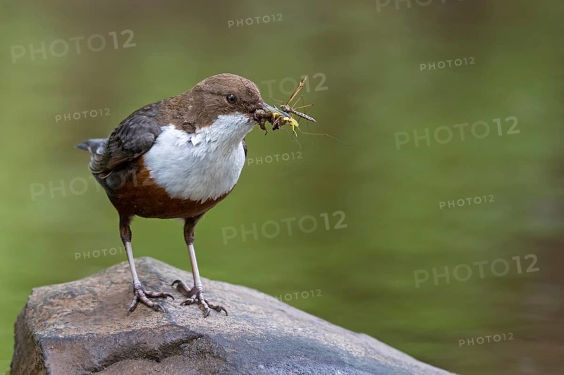 White-breasted dipper, (Cinclus cinclus), animals, birds, biotope, habitat, waters, foraging, dipper family, Oberweiler-Tiefenbach, Kaiserslautern district, Rhineland-Palatinate, Federal Republic of Germany
