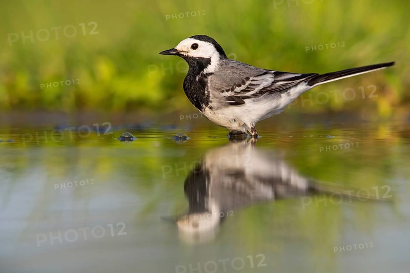 White wagtail, (Motacilla alba), animals, birds, family of wagtails and pipits, Beindersheim, Bad Dürkheim district, Rhineland-Palatinate, Federal Republic of Germany
