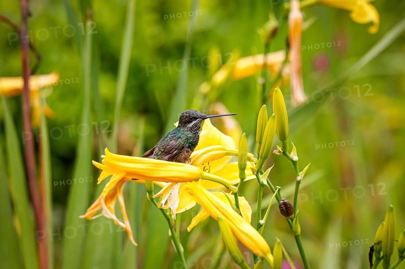 Beautiful small Stripe-breasted star throat perched on a yellow flower, Caraca natural park, Minas Gerais, Brazil