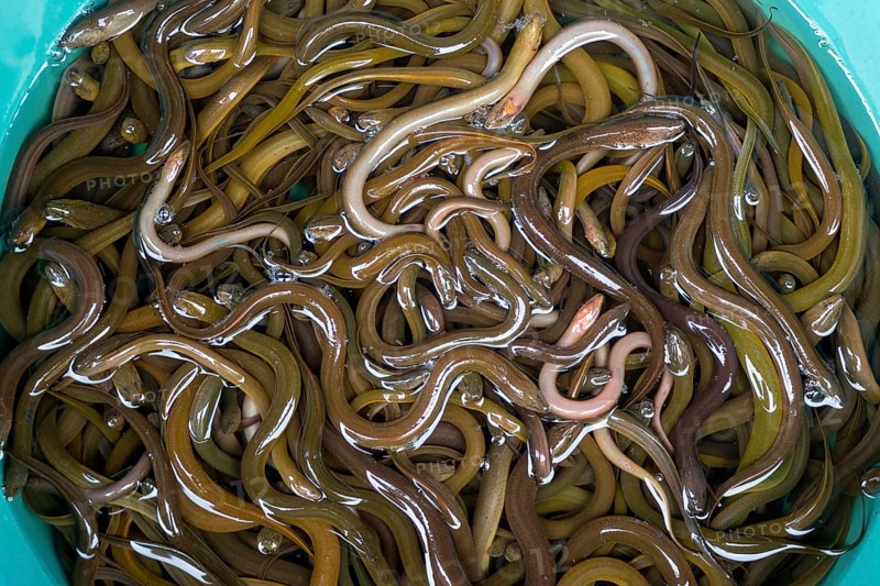 A lot of small eels in the basket in the local market, Thailand