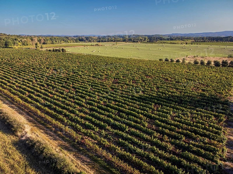 Vineyard near to Carcasona, Aude, Languedoc-Rosellón region. French Republic