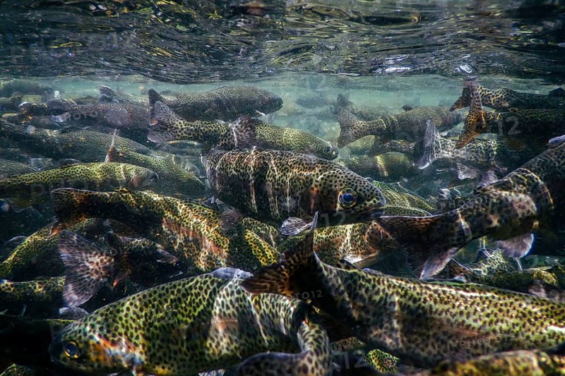River Trout swim underwater, Trout underwater scene, Trout farm