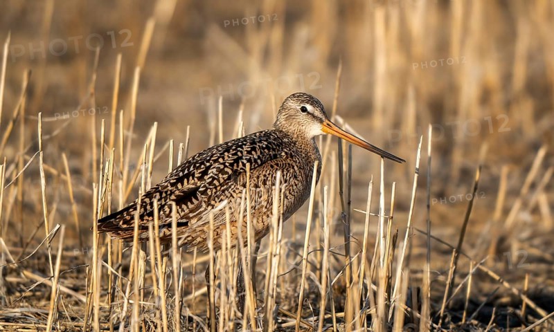 Godwit Bird Prairie in Saskatchewan Canada Wild
