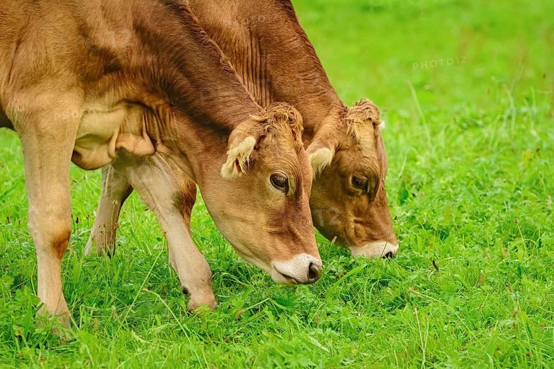 Dairy Cattle in the Traditional Pasture. Bolsternang, Germany Bolsternang, Germany