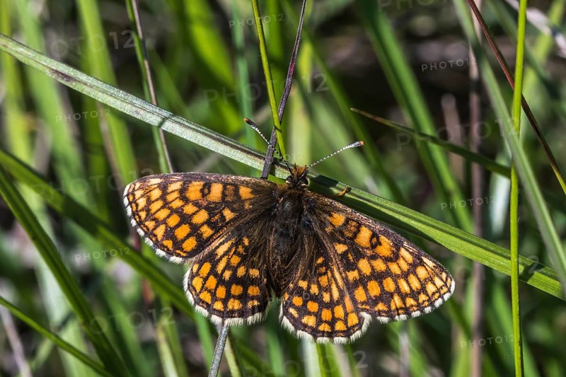 Speedwell Fritillary (Melitaea aurelia)