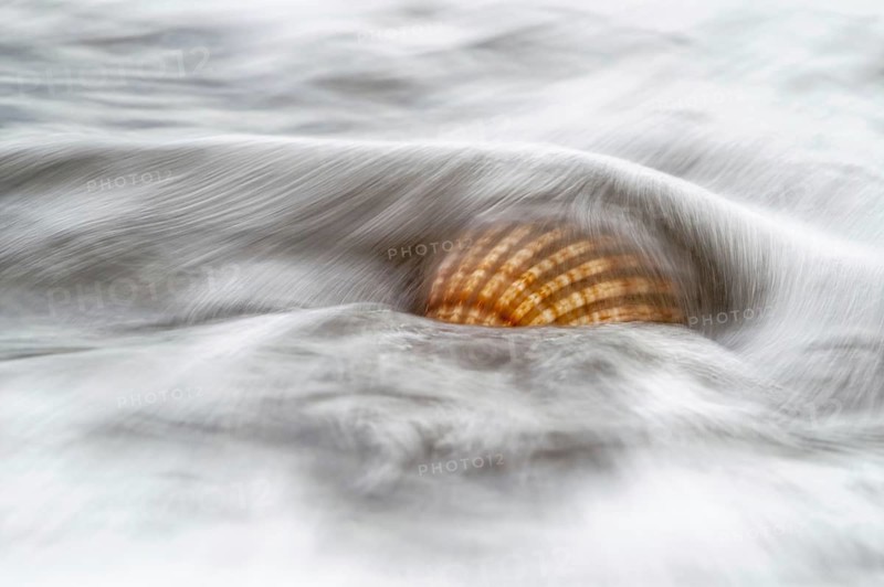 Cockle (Cardiidae spec.)