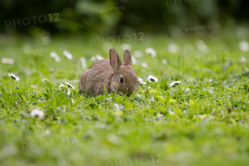 Wild rabbit among daisies, feeding (Oryctolagus cuniculus)