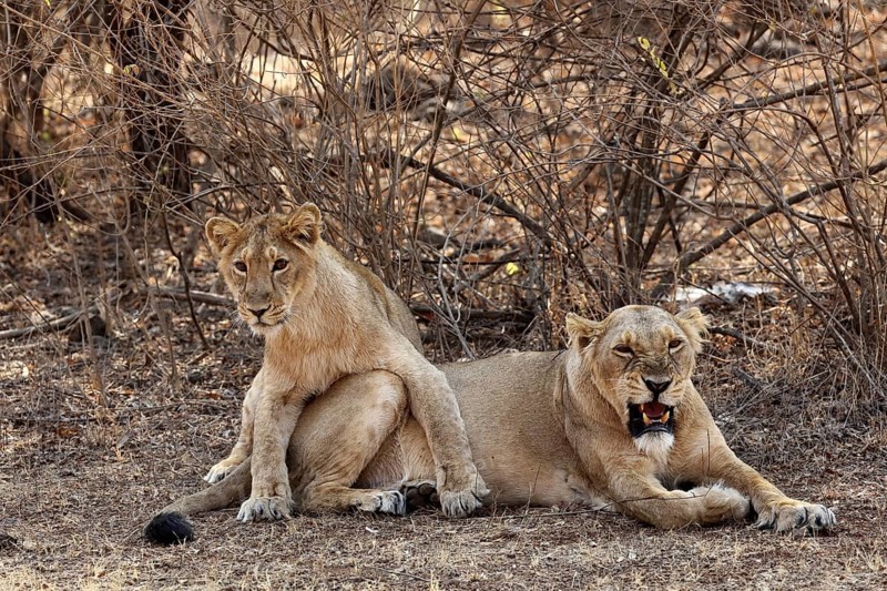 Lioness and cub, sasan gir, Gujarat, India, Asia