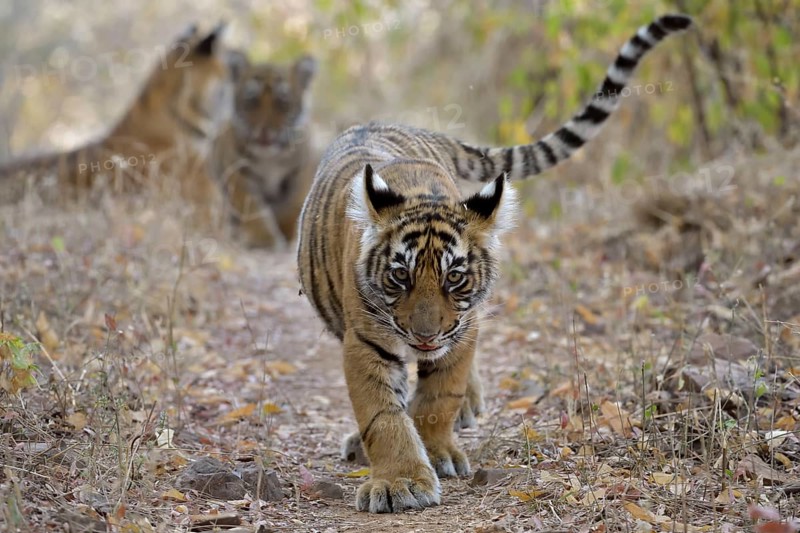 Young tiger cub walking in the dry forests of Ranthambore national park swinging his cute tail, with his brother and mother in the background