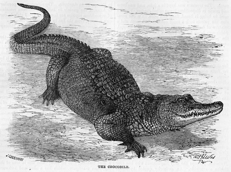 Engraving of a Nile crocodile (Crocodylus niloticus)
