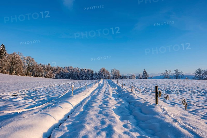 Snow-covered path leads through a wintry landscape with deep blue sky and shady trees, Sempach, Lucerne, Switzerland