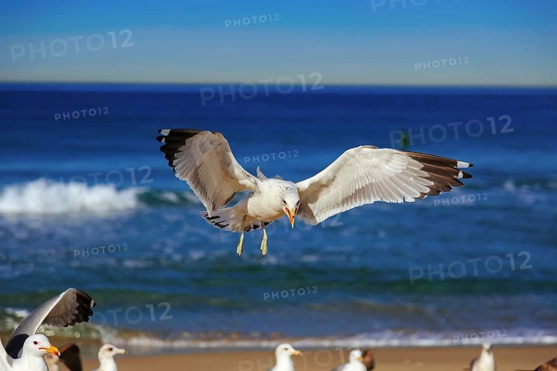 Seagull flying and crying on the hermosa beach, California, USA