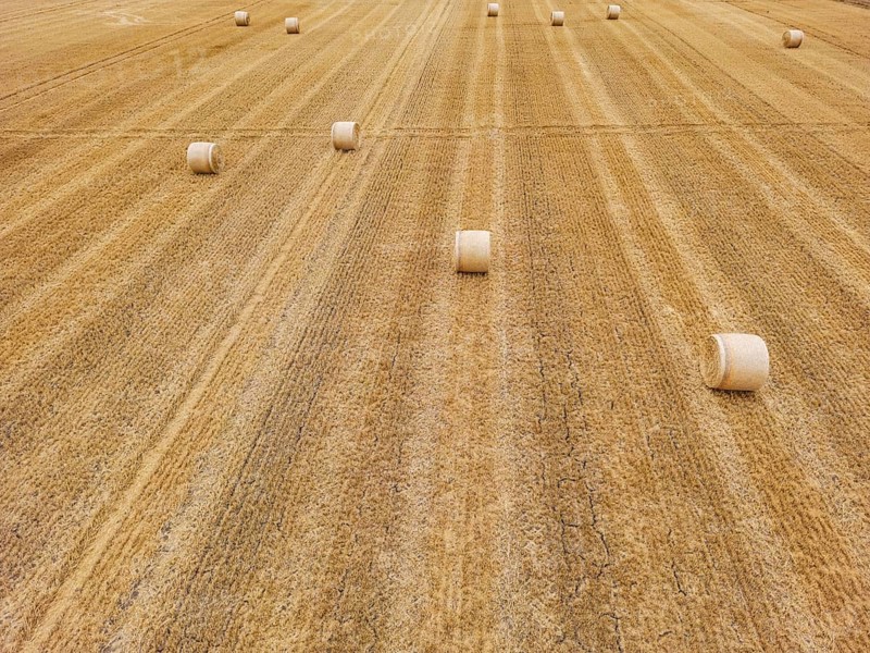 Several bales of straw on harvested field in hot summer drought lie to horizon, Germany