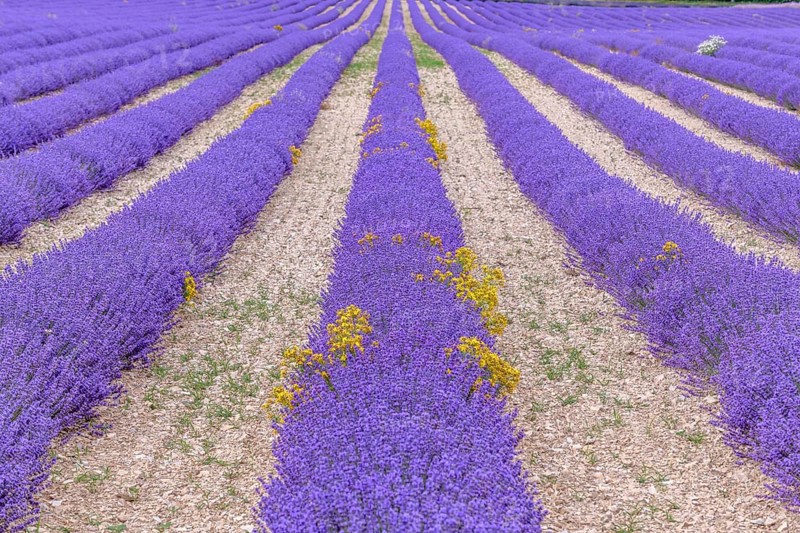 Lavender fields in bloom in Provence. Pays de Sault (Vaucluse)