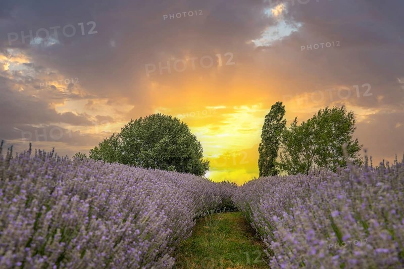 Beautiful summer evening in a lavender field. Large blue lavender bushes blooming in a cultivation area. Landscape shot at sunset at Lake Balaton, Hungary