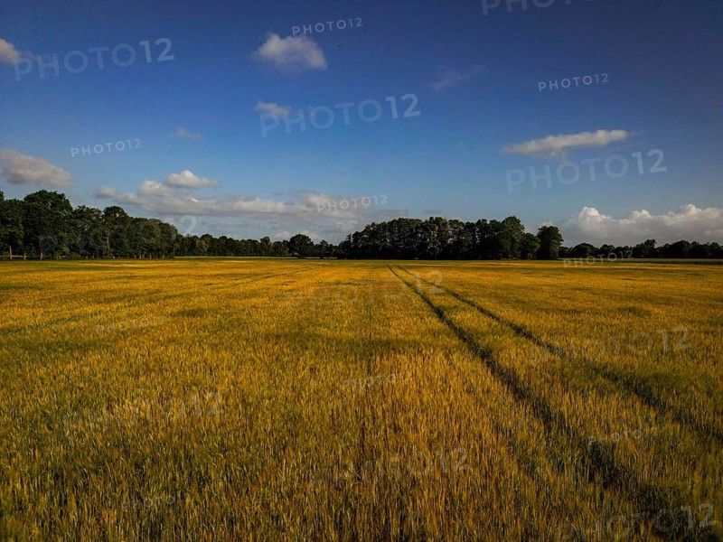 Golden wheat field with traces of a tractor under a clear blue sky, agriculture, grain field in the morning in the municipality of Hude, Lower Saxony, Germany