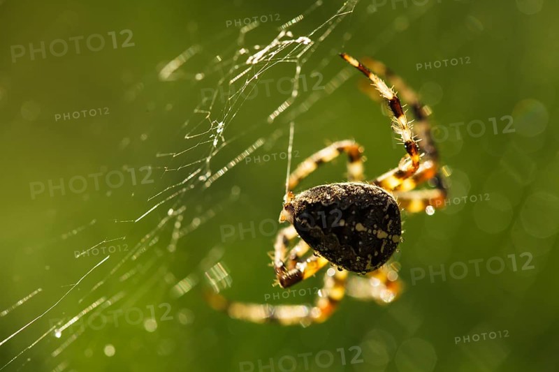 Spider is doing the web, macro view