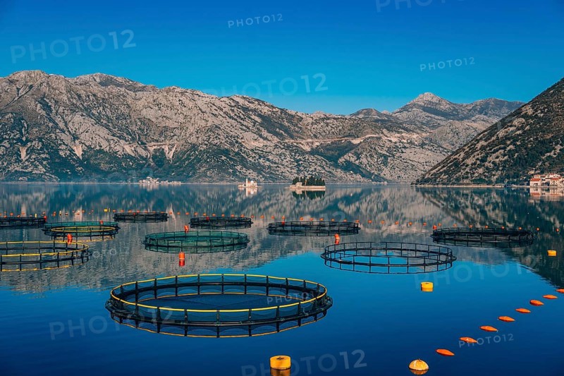 Fish farm in Montenegro. The farm for breeding and fish farming in the Bay of Kotor