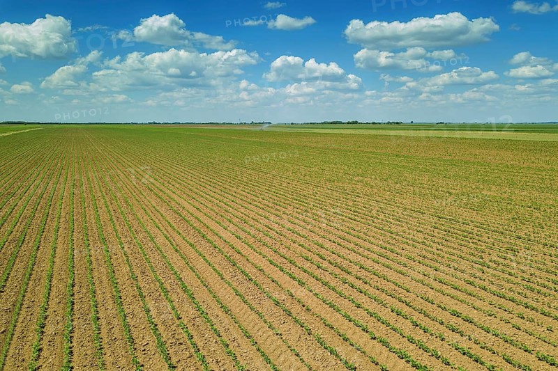 Aerial view soybean field. Young Soybean Aerial View