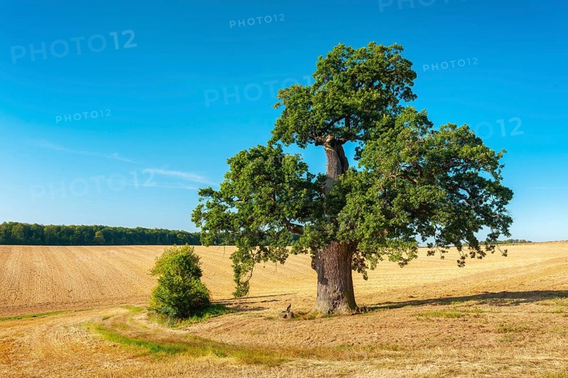 Old gnarled oak (Quercus), solitary tree in a stubble field, natural monument, Harz foreland, Saxony-Anhalt, Germany