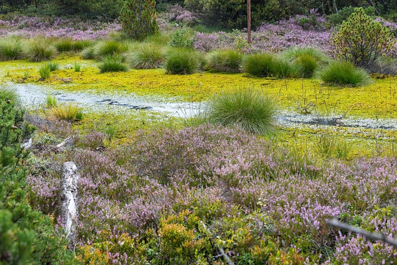 Still water in the Georgenfelder Hochmoor nature reserve, Zinnwald, Osterzgebirge, Saxony, Germany
