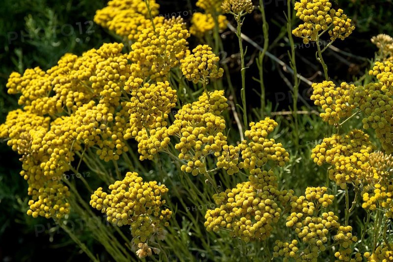 Italian Helichrysum (Helichrysum italicum) . Plant used in perfumery because of its aromas similar to curry