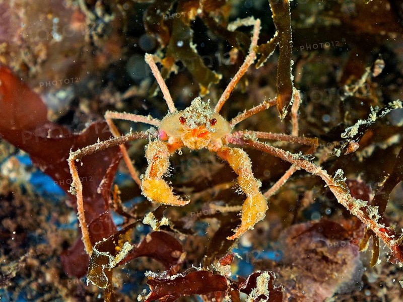 A scorpion spider crab (Inachus), spider crab with long legs and orange-coloured claws on the seabed. Dive site Rinvyle, Co. Galway, Irish Sea, North Atlantic, Ireland