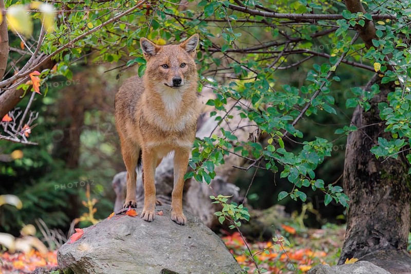 A golden jackal (Canis aureus) stands on a rock between bushes at the edge of the forest