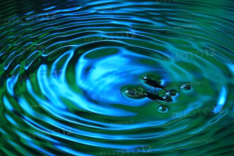 Insect Water strider (Gerridae) on a river, June, Saxony, Germany