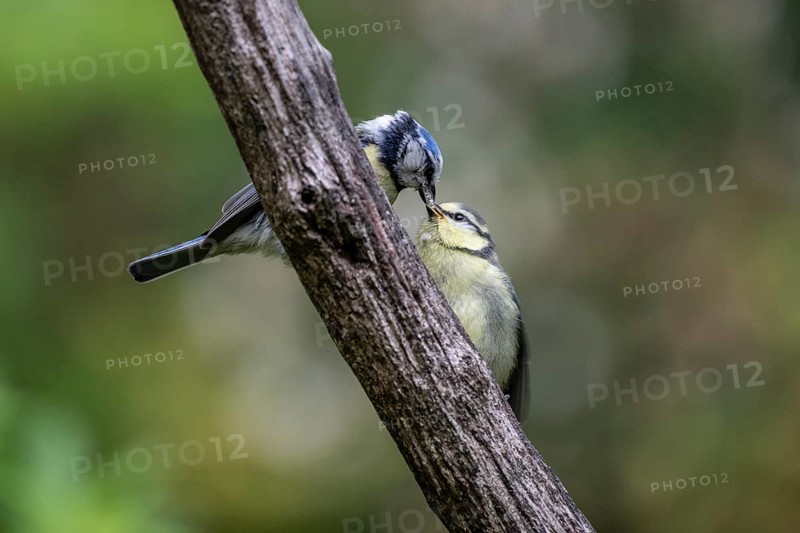 Blue tits (Parus caerulea), feeding young animals, Emsland, Lower Saxony, Germany