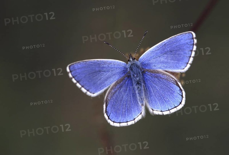 Common blue (Polyommatus icarus) butterfly close up