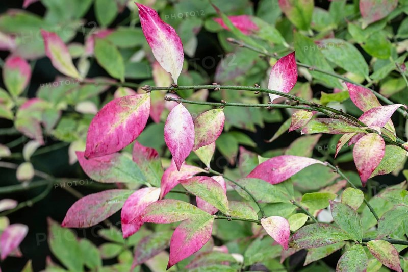 European spindle (Euonymus europaeus), autumn foliage, Emsland, Lower Saxony, Germany