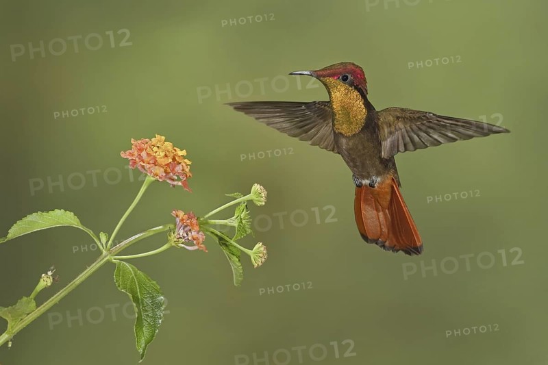 Ruby-topaz Hummingbird (Chrysolampis mosquitus), Trinidad and Tobago