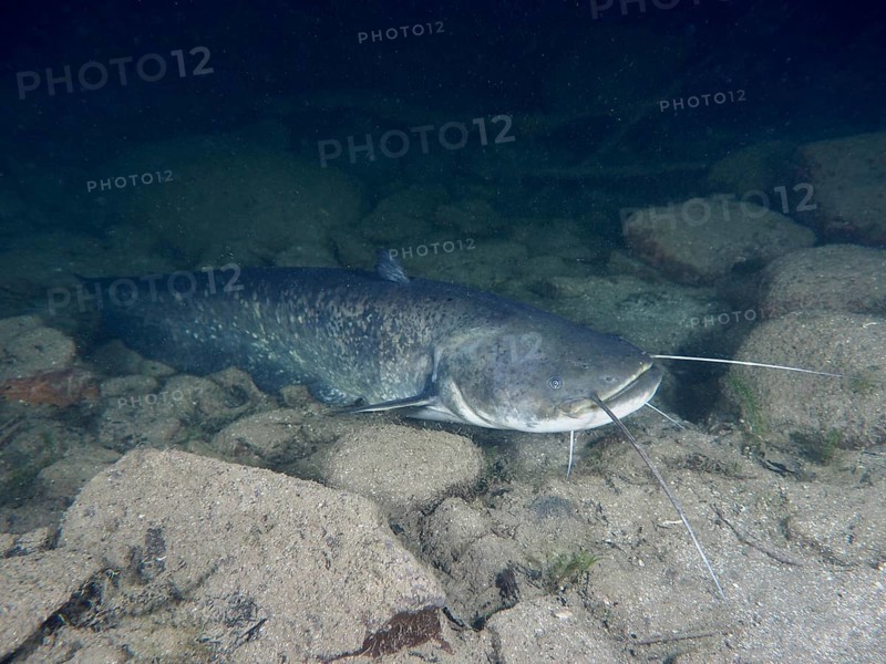 A catfish (Silurus glanis), Waller, with long barbels resting on a stony ground, dive site Zollbrücke, Rheinau, Canton Zurich, Rhine, High Rhine, Switzerland, Germany
