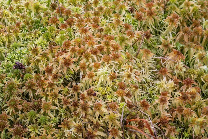 Marsh peat moss (Sphagnum palustre), Province of Drenthe, Netherlands