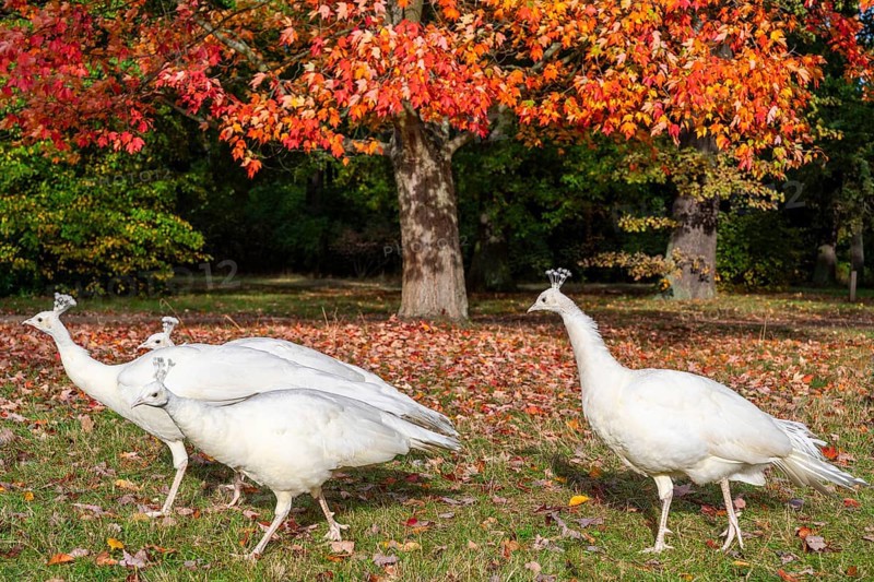 White peacocks, a mutation of the Indian peafowl (Scalloped ribbonbonfish) under a maple tree with red leaves, Peacock Island Landscape Park, UNESCO World Heritage Site, Wannsee, Berlin, Germany