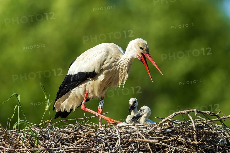 Stork calling with open beak, two chicks in the nest, white stork (Ciconia ciconia), wildlife, Germany