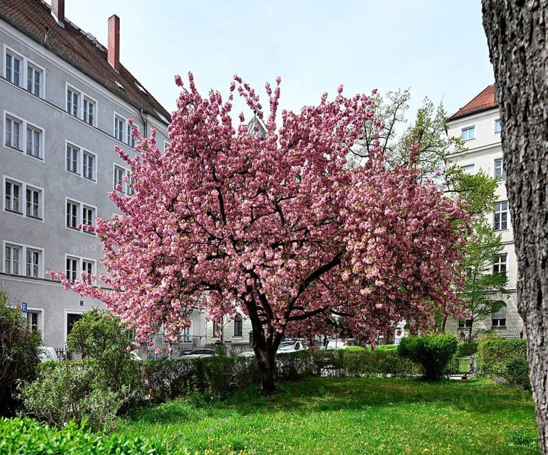 Japanese Cherry, Japanese Blossom Cherry, Oriental Cherry, Japanese Cherry Tree, Japanese Blossom Cherry Tree (Prunus serrulata)