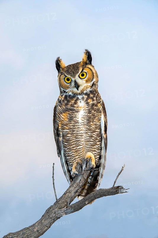 Great Horned Owl Bubo virginianus Tucson, Arizona, United States 18 October Adult Strigidae