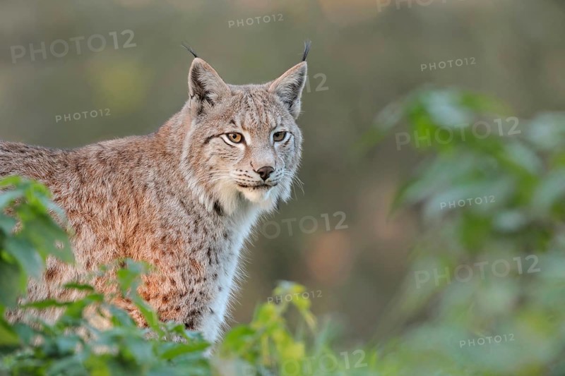 Brush ears and whiskers... Eurasian lynx, European lynx (Lynx lynx), adult animal with focussed gaze hidden in the bushes, wildcat, Germany