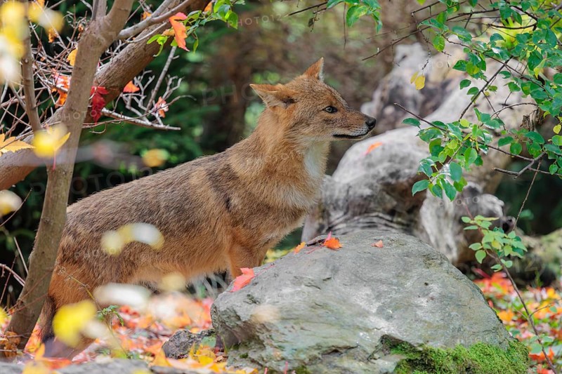 A golden jackal (Canis aureus) stands behind a rock between bushes at the edge of the forest