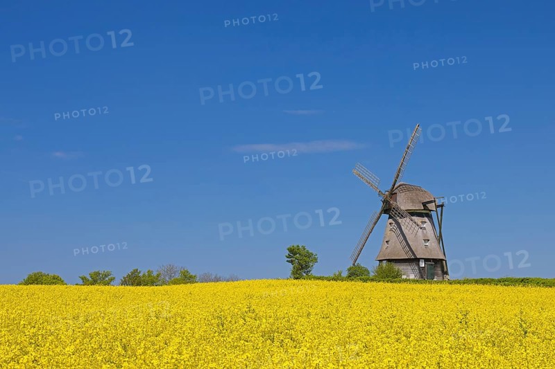 Farver Mühle, Farver windmill, smock mill in flowering rape field at Wangels, municipality in district Ostholstein, Schleswig-Holstein, Germany