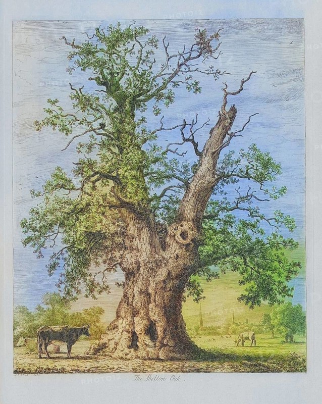 Famous old trees, The Shelton Oak, also known as Owen Glendwr's Observatory or Glendower Oak, was a very old oak tree near Shrewsbury, England. It may be the grette Oak at Shelton, mentioned in a document from the time of Henry III (1216-1272) . The tree had fallen in 1940 and its remains were removed in the 1950s, England, Historical, Digitally restored reproduction from a 19th century master, coloured, Record date not stated