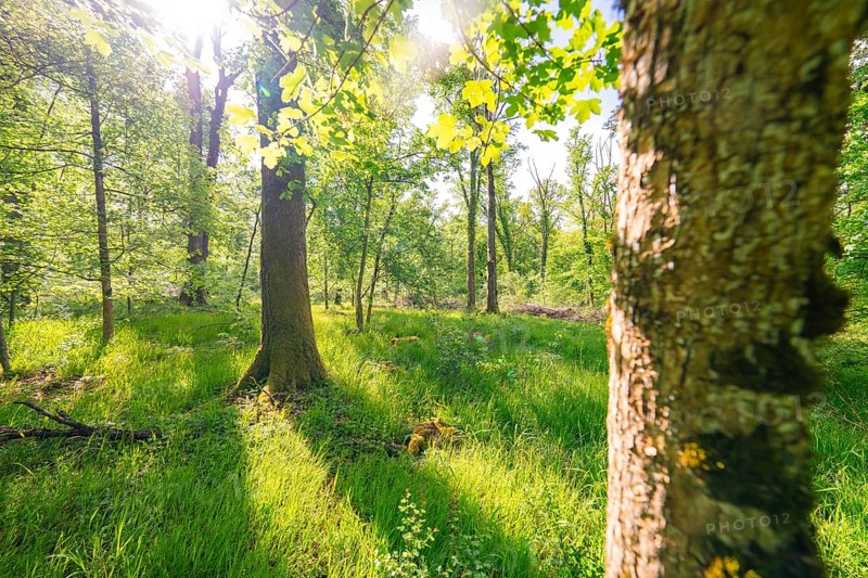 Sunbeams penetrate the forest floor and illuminate the grass, forest pasture project, compensatory measure for the Hermann Hesse railway, Gechingen, Calw district, Germany