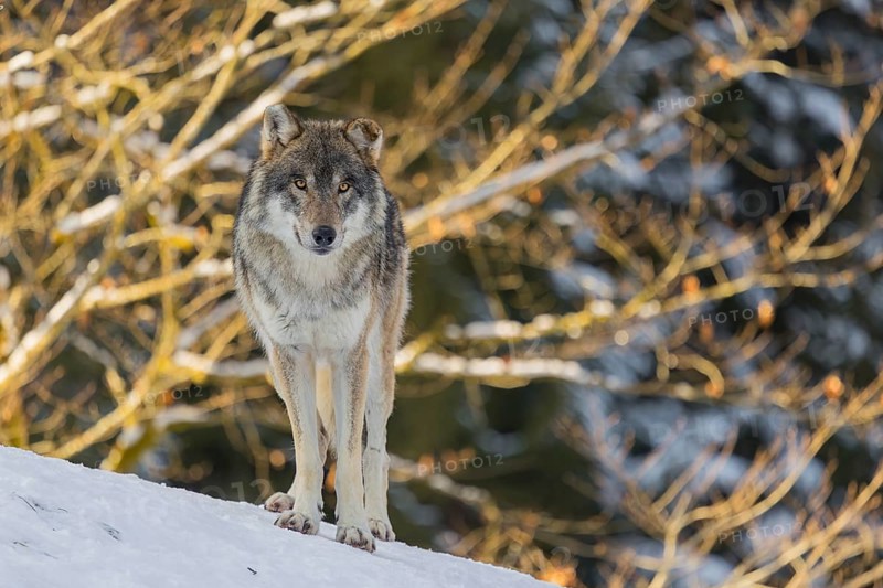 An adult male grey wolf (Canis lupus lupus) stands on a sloping, snow-covered meadow at the edge of a forest on a cold, sunny day. A forest can be seen in the background