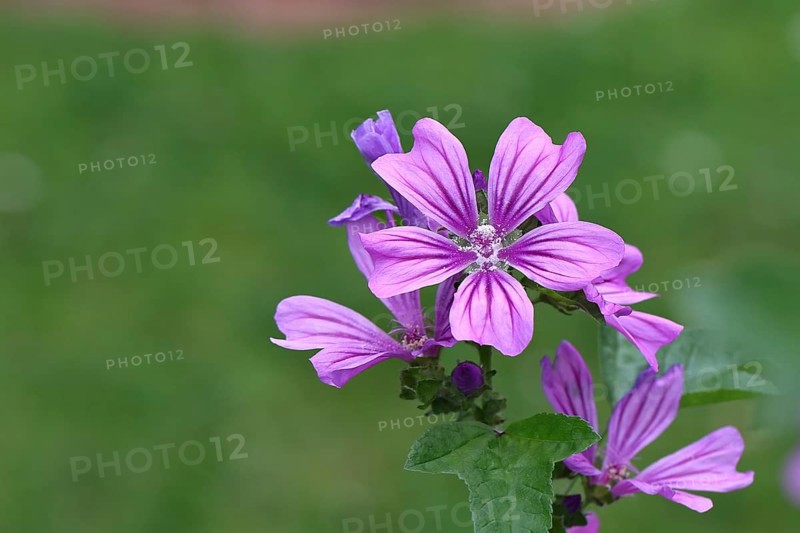 Common mallow (Malva sylvestris), flower in a meadow, medicinal plant, aromatic plant, medicinal use, Wilnsdorf, North Rhine-Westphalia, Germany