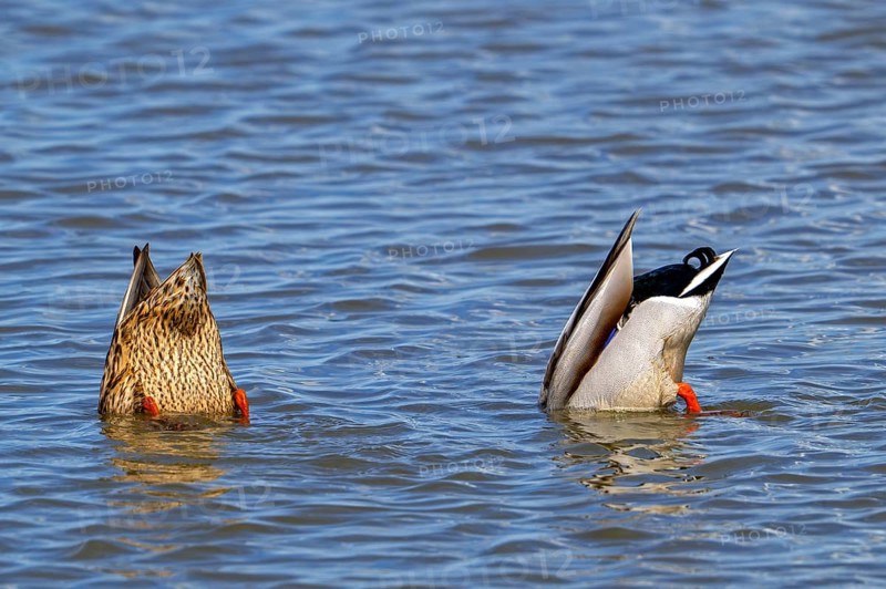 Mallard ducks (Anas platyrhynchos) male and female upend dabbling in lake to feed underwater