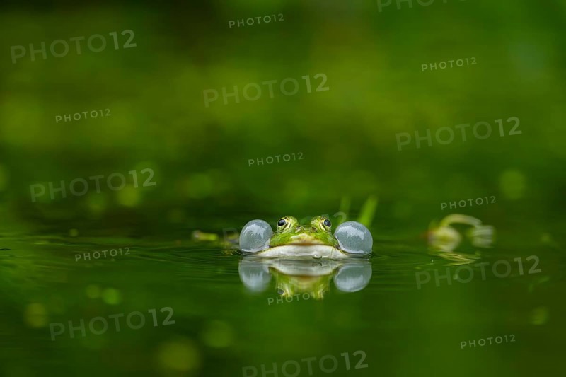 Edible frog (Pelophylax esculentus) in a little lake in the water, Bavaria, Germany