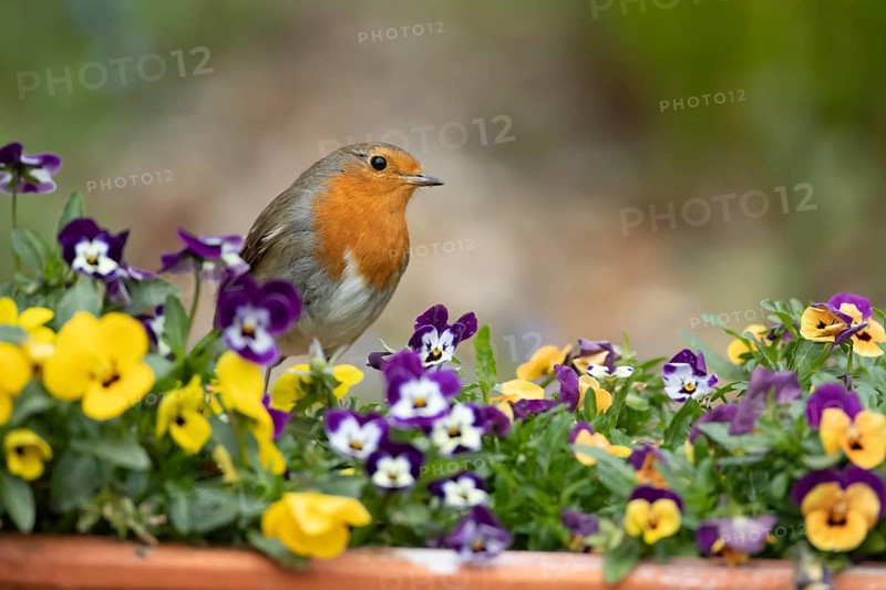 European robin (Erithacus rubecula) adult bird on garden plant pot with pansy flowers in spring, England, United Kingdom